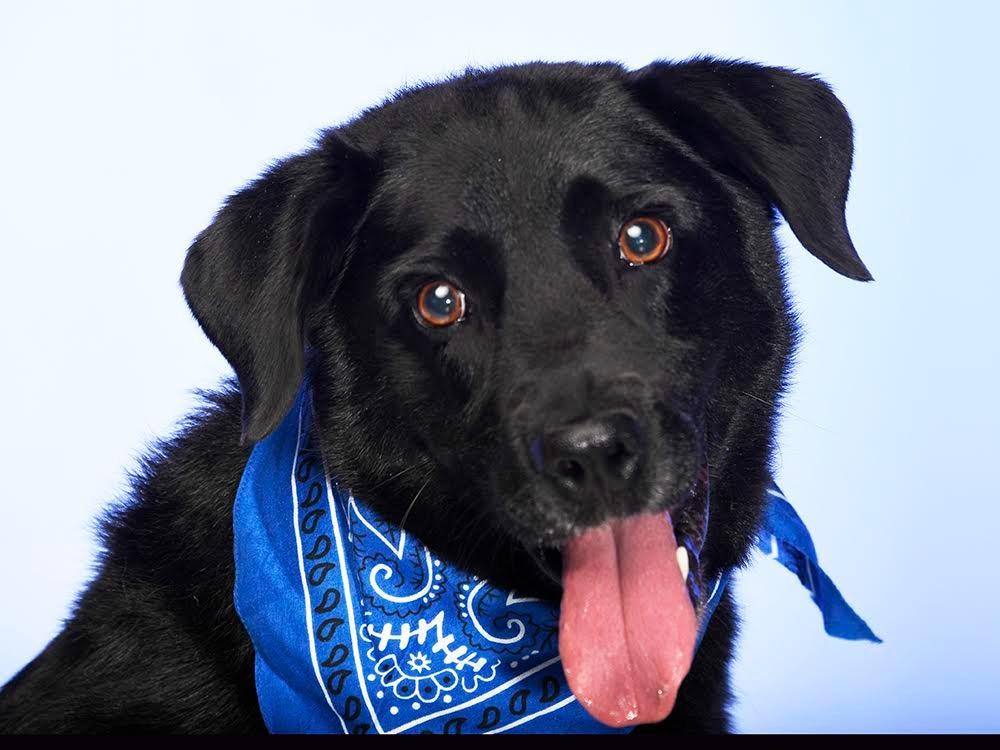 Enlarge Rocky, a Adopted Labrador Retriever in Crossville, TN image 4/6