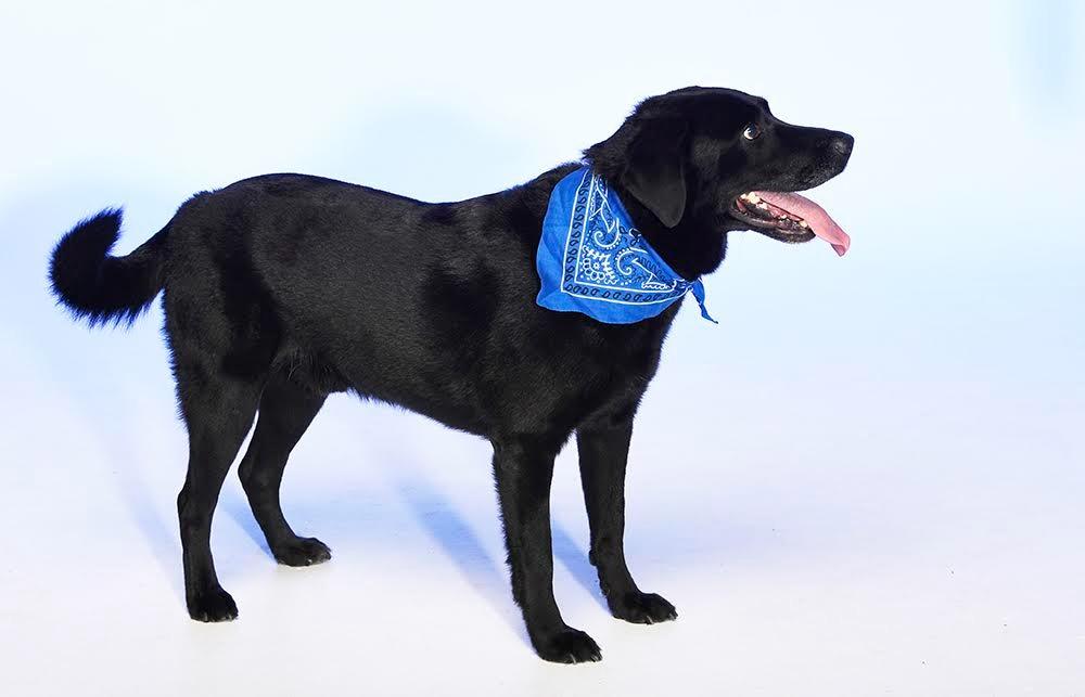 Enlarge Rocky, a Adopted Labrador Retriever in Crossville, TN image 5/6