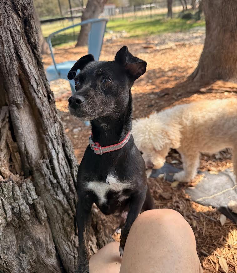 Enlarge Grace (Fruit), a Adoptable mixed breed in New Braunfels, TX image 1/3