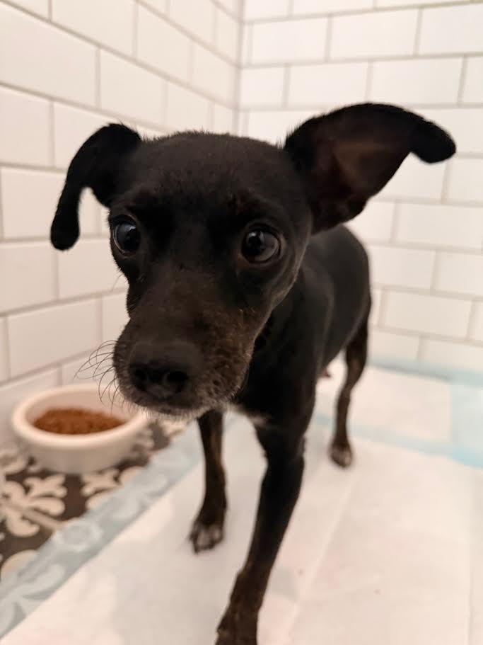 Enlarge Grace (Fruit), a Adoptable mixed breed in New Braunfels, TX image 3/3