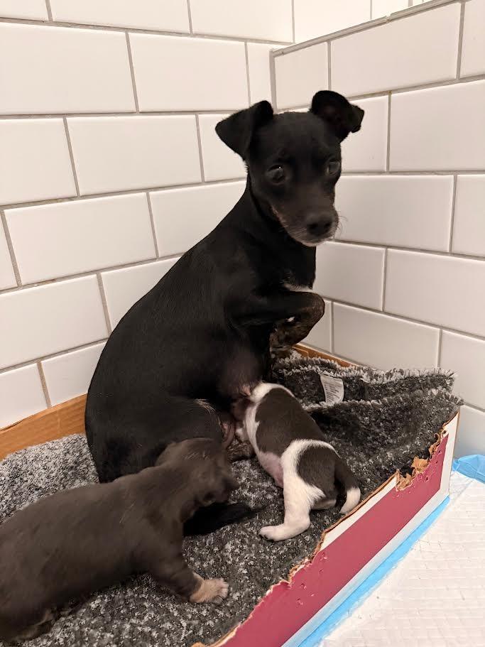 Enlarge Grace (Fruit), a Adoptable mixed breed in New Braunfels, TX image 3/3