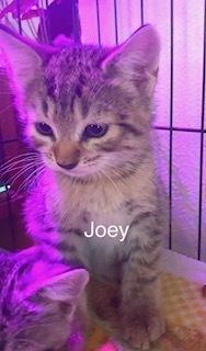 Joey, Adoptable, Kitten Male Domestic Short Hair.