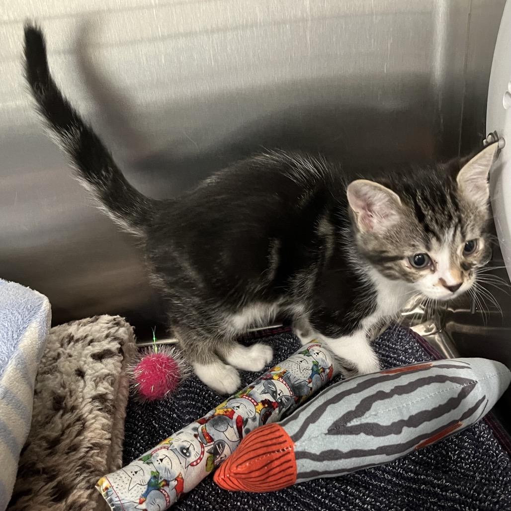 Apple Jacks, Adoptable, Kitten Male Domestic Long Hair.