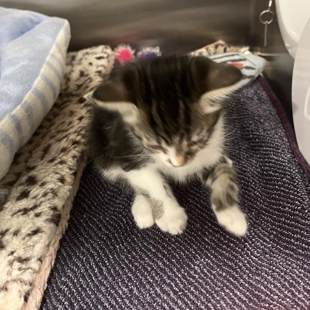 Enlarge Apple Jacks, a Adoptable Domestic Long Hair in Richmond Hill, GA image 2/2