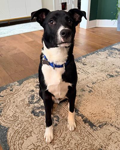 Enlarge Jasper, a Adoptable mixed breed in Lake Wylie, SC image 3/5