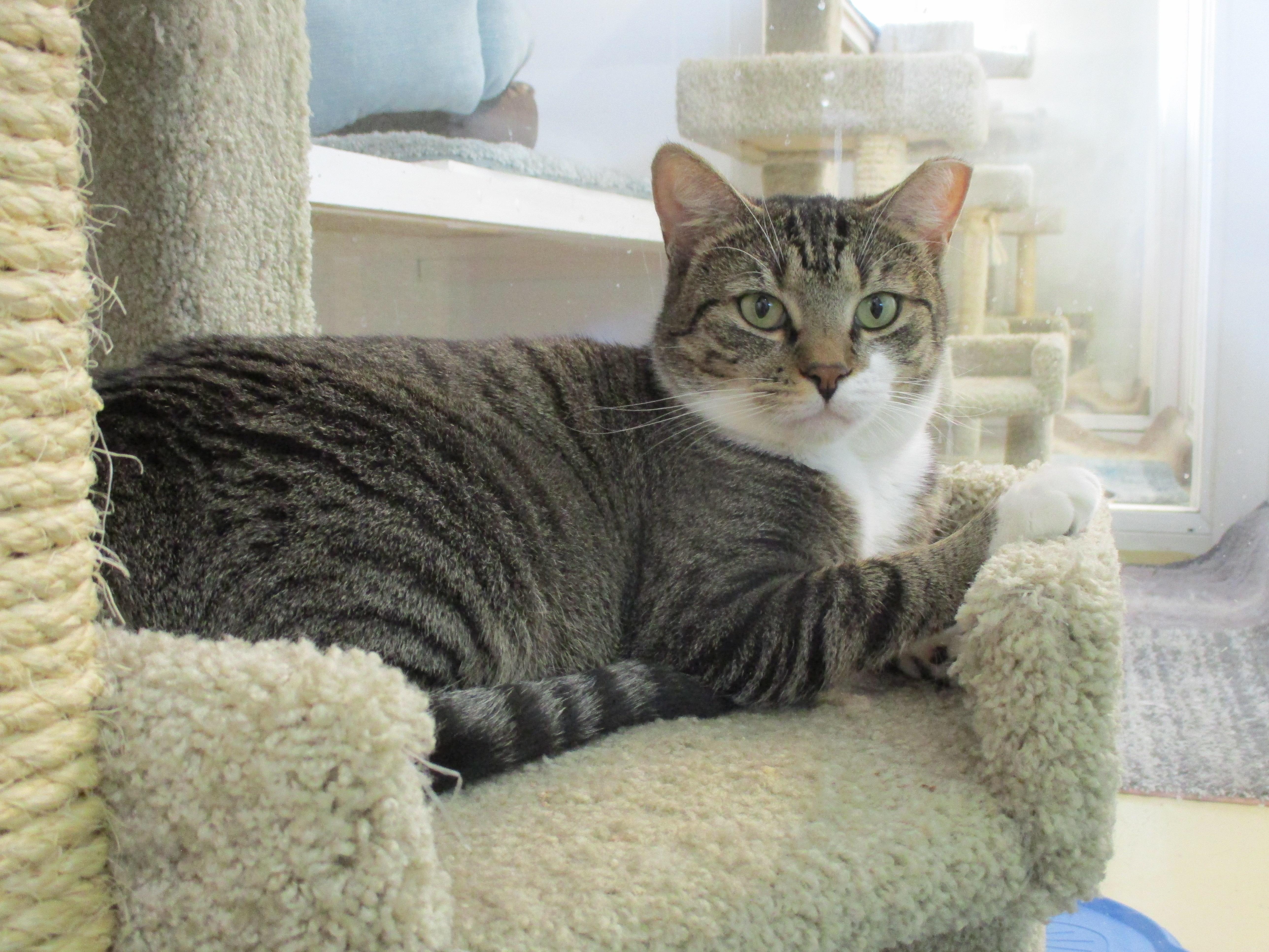 Goldie, Adoptable, Adult Female Domestic Short Hair.