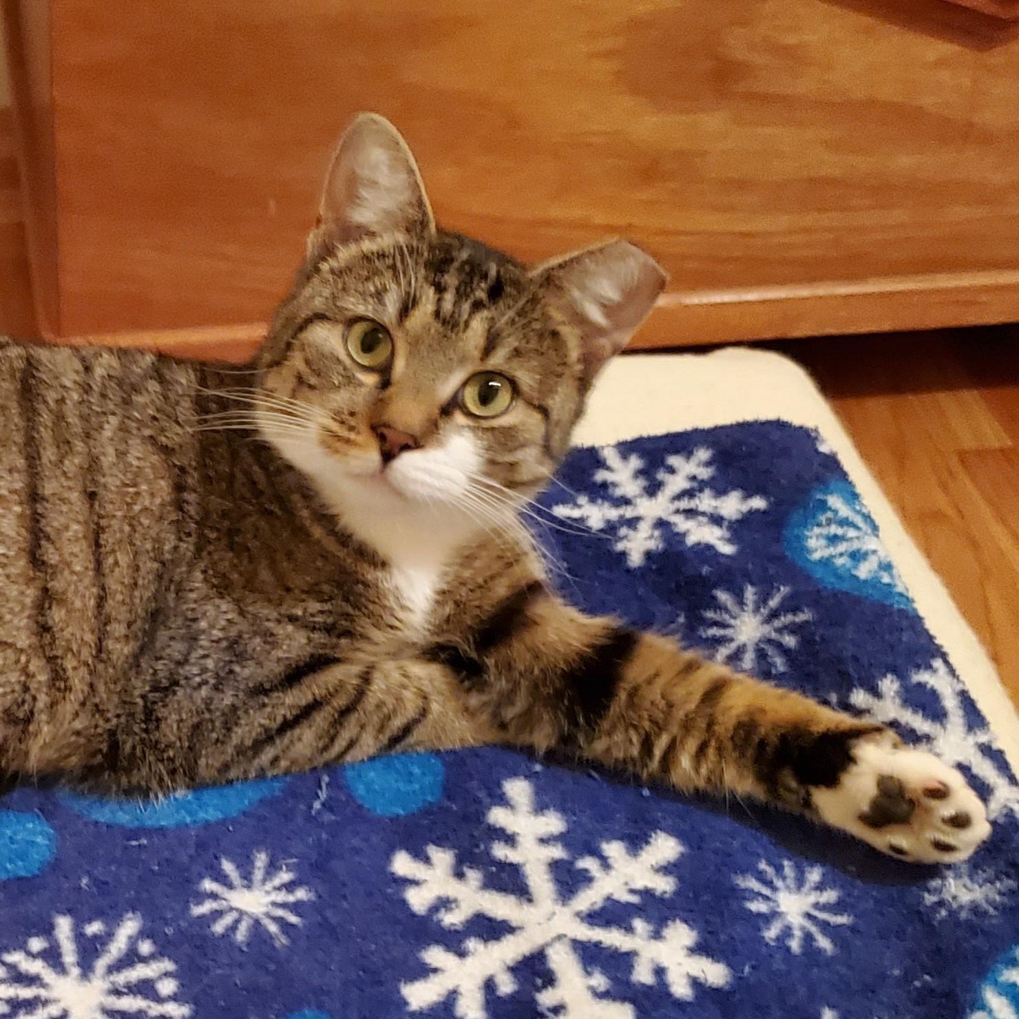 Goldie, an adopted mixed breed in San Carlos, CA image 3/3