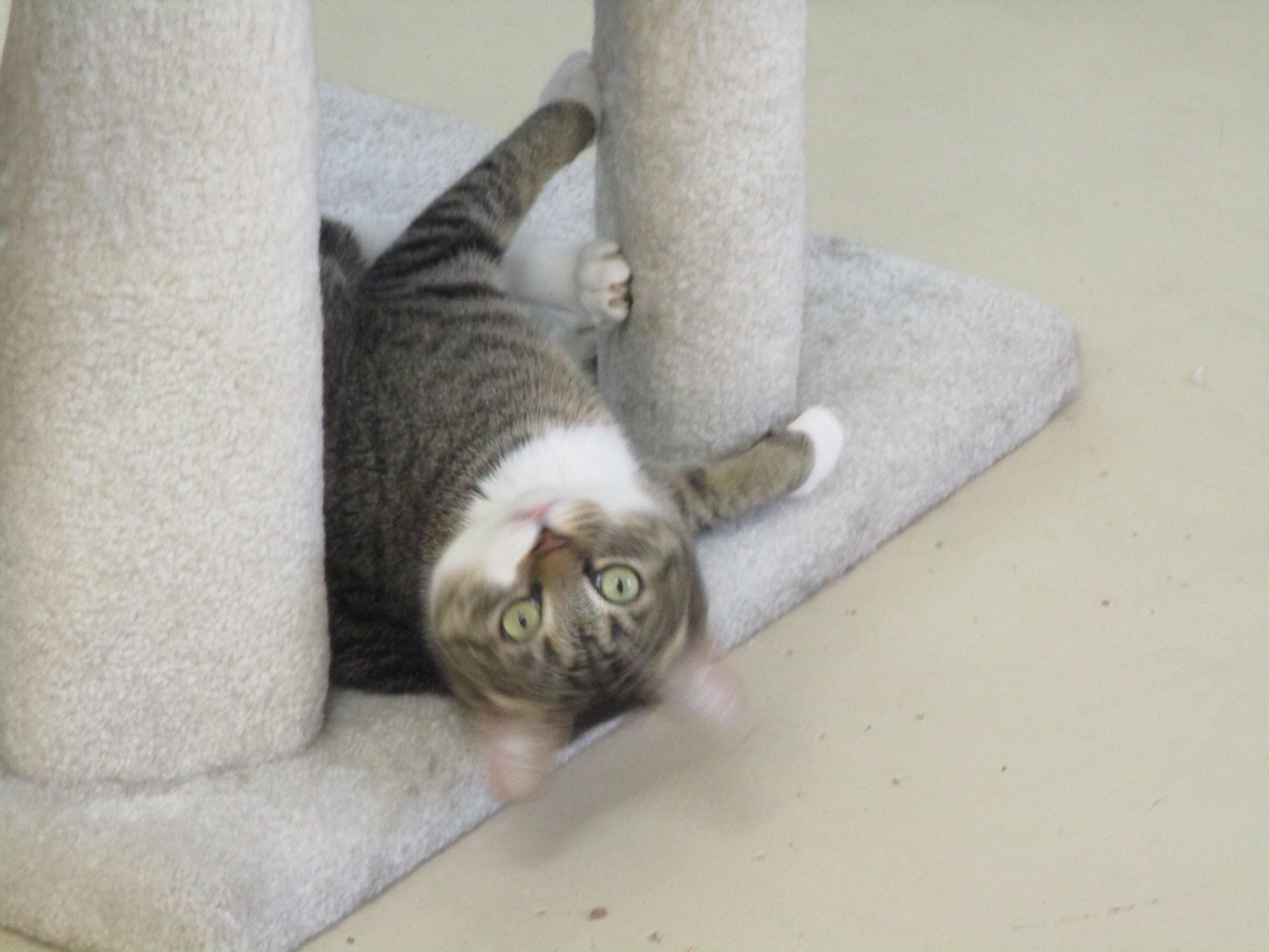 Goldie, an adopted mixed breed in San Carlos, CA image 2/3