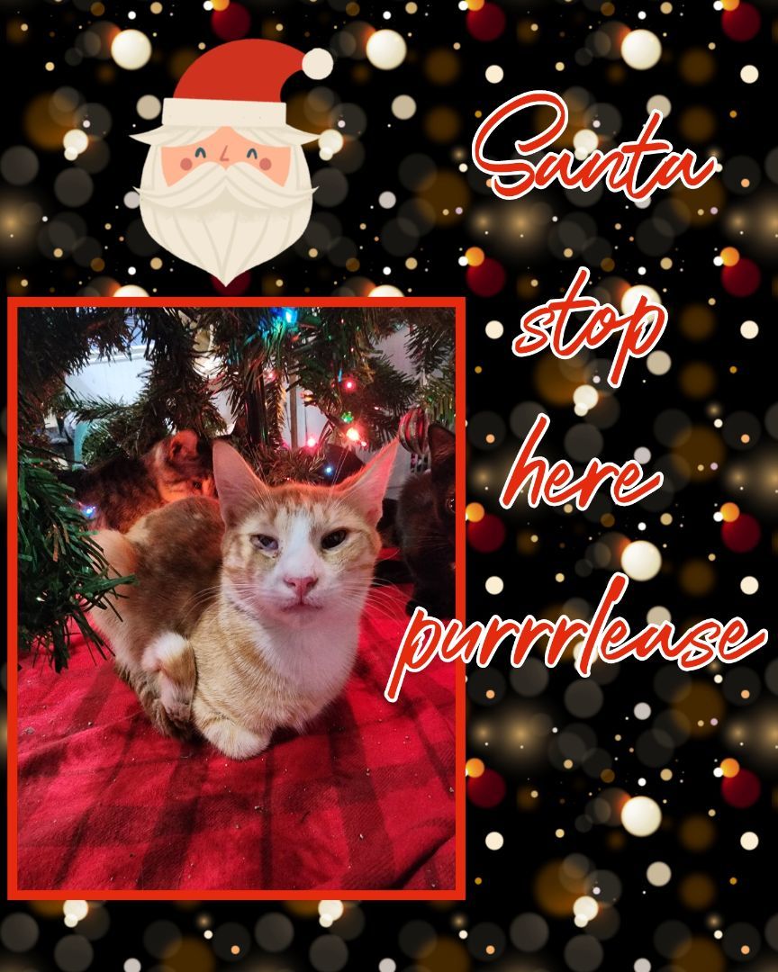 Jake, Young Male Domestic Short Hair