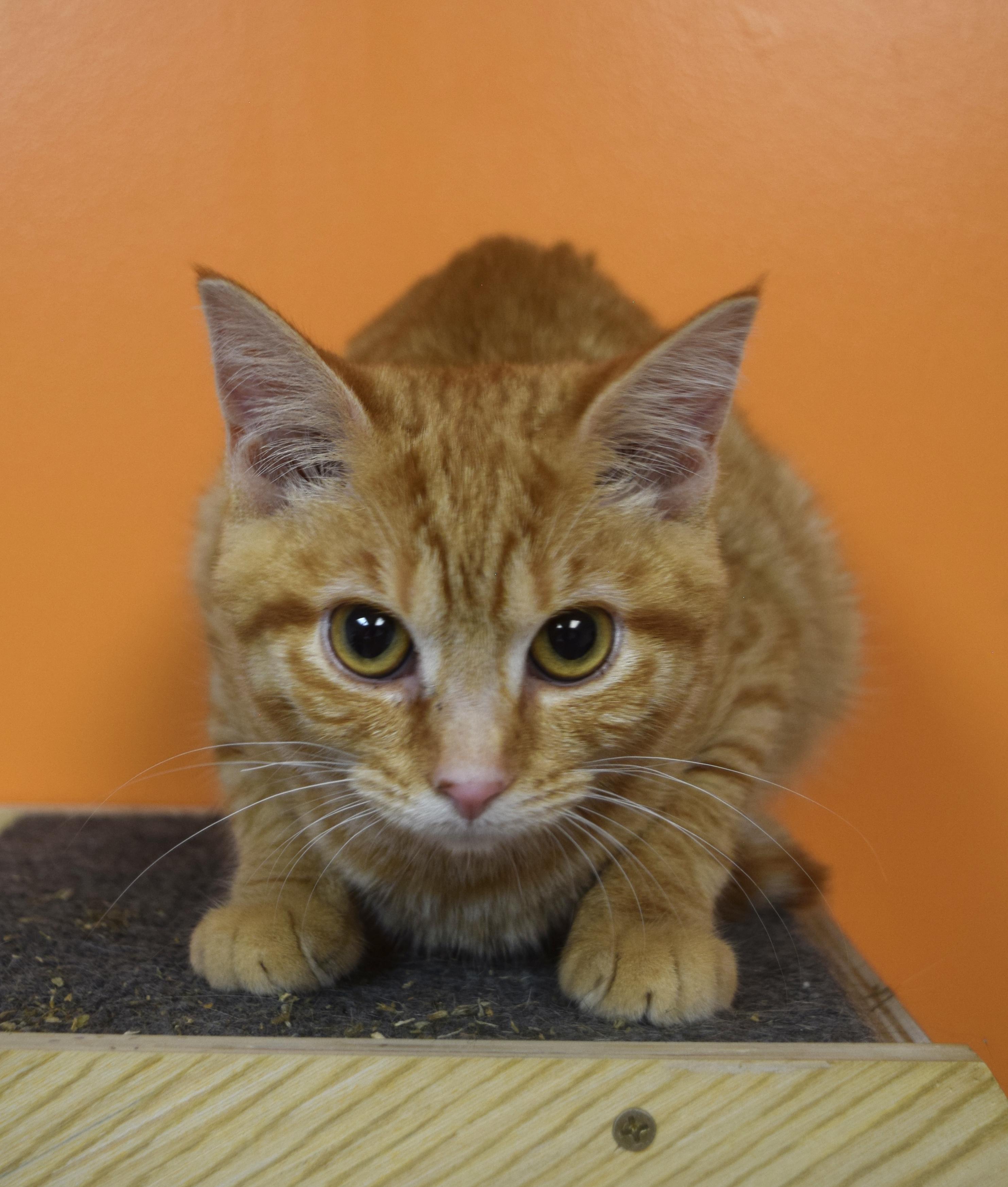 Lavender, Adoptable, Kitten Female Domestic Short Hair.