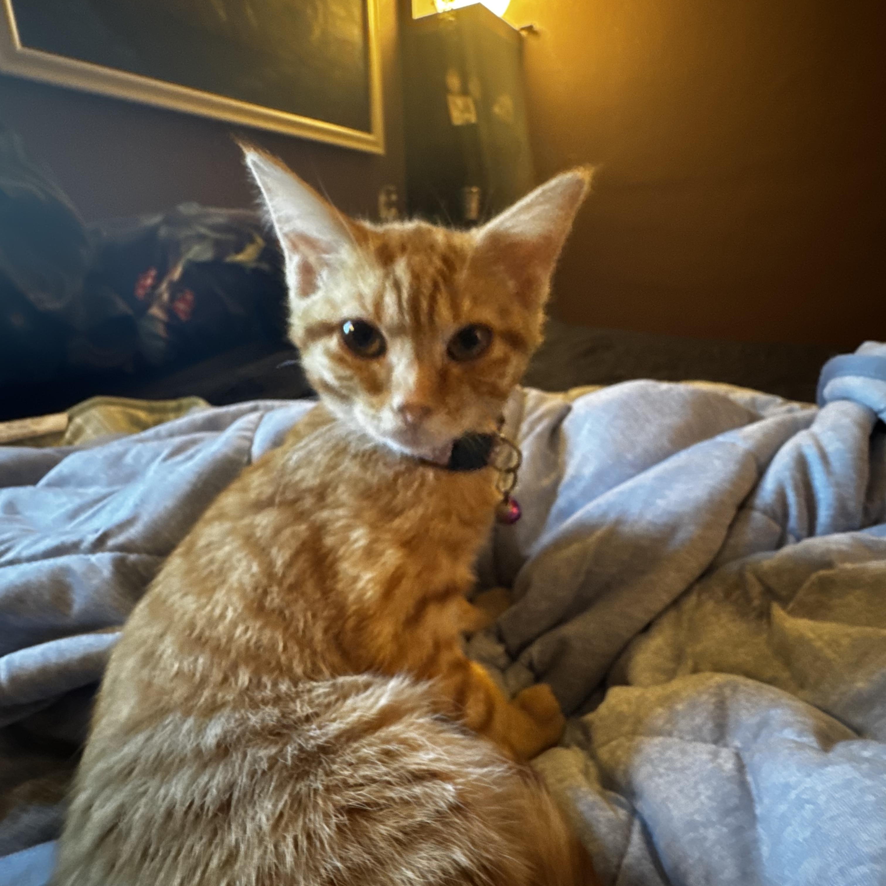 Lavender, ADOPTABLE, Kitten Female Domestic Short Hair.