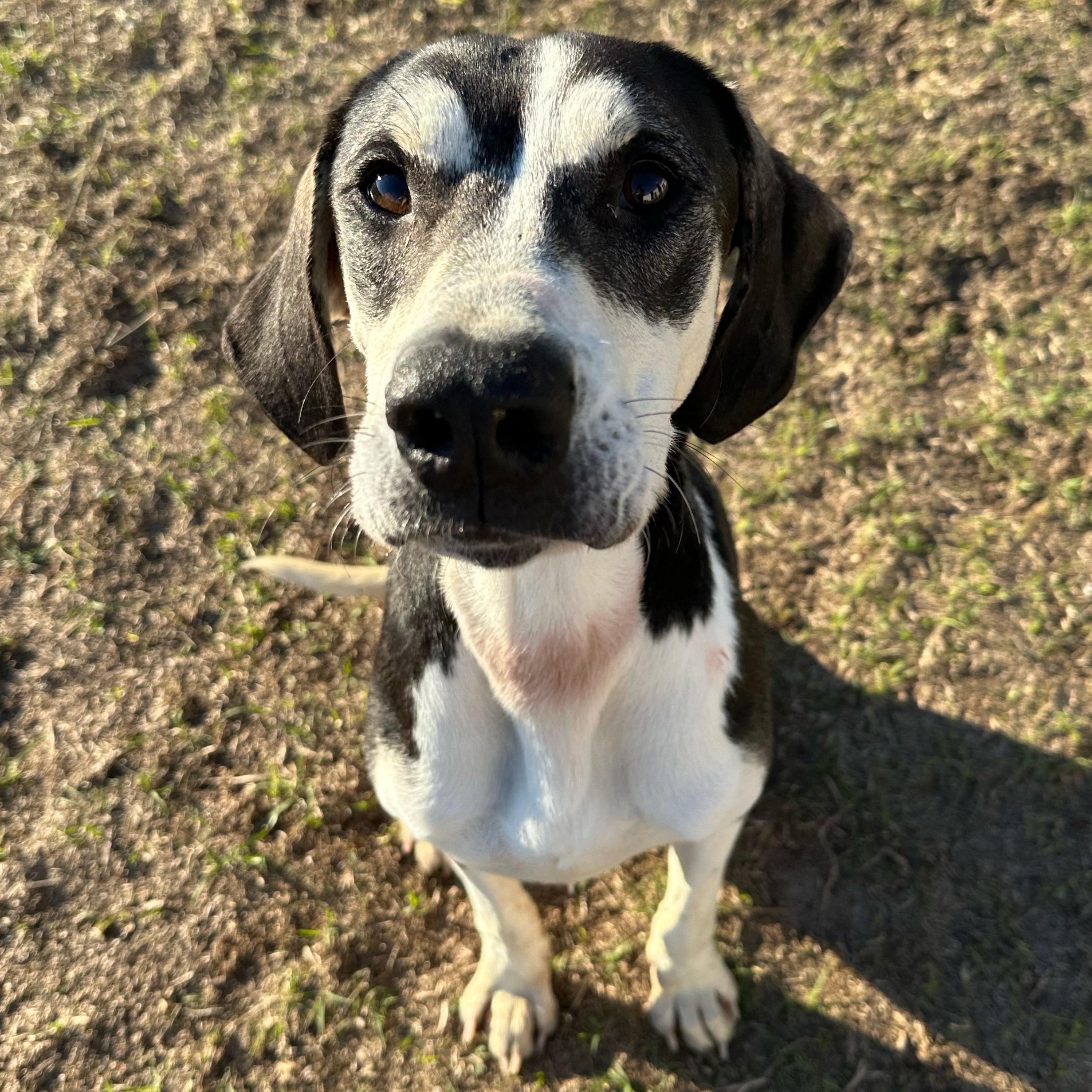 Enlarge Jax, an adopted mixed breed in Valdosta, GA image 1/3
