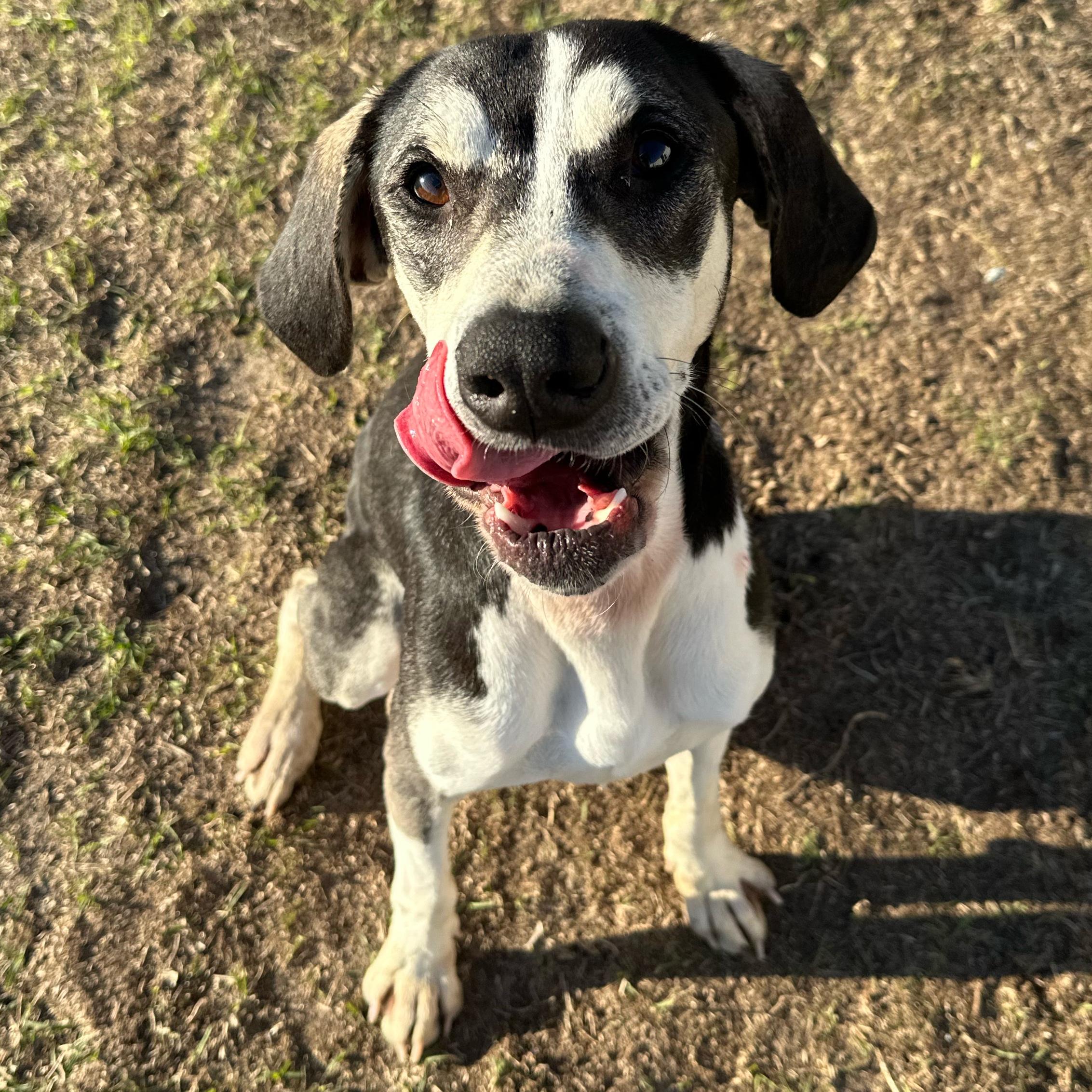 Enlarge Jax, an adopted mixed breed in Valdosta, GA image 2/3