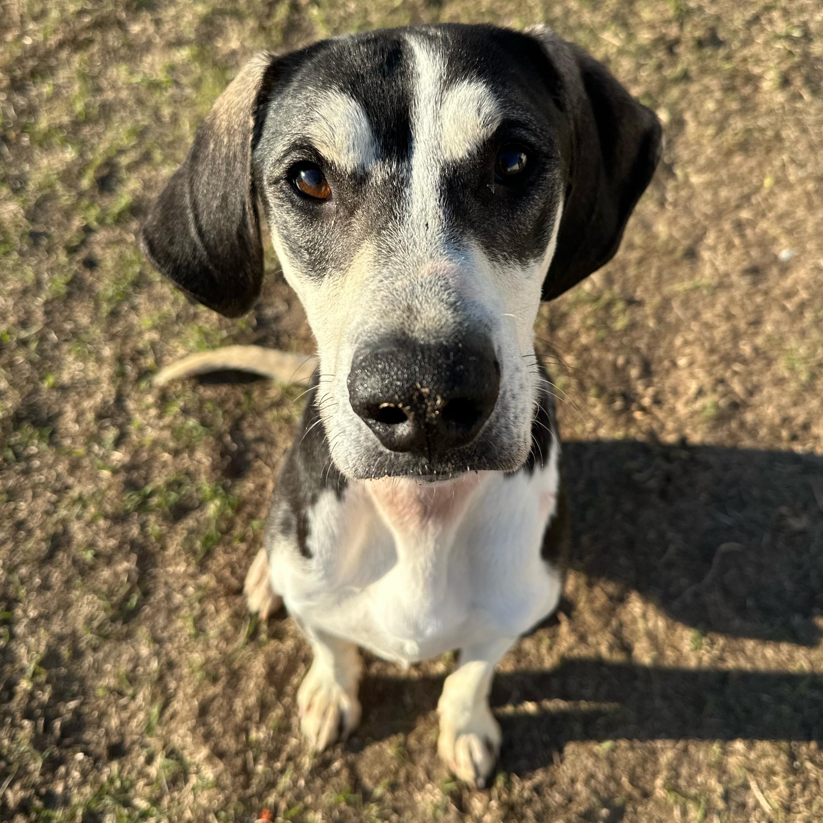 Enlarge Jax, an adopted mixed breed in Valdosta, GA image 3/3