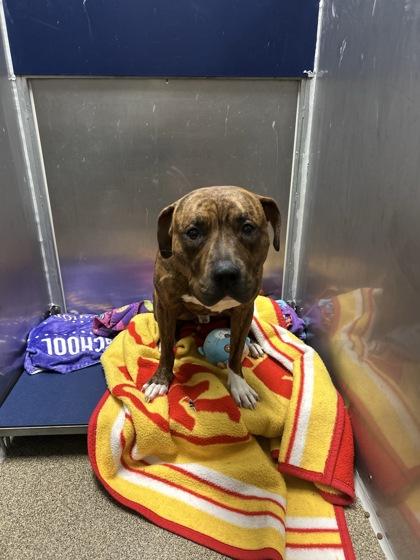 Dawg, a Adoptable Mixed Breed in Blue Springs, MO image 2/2