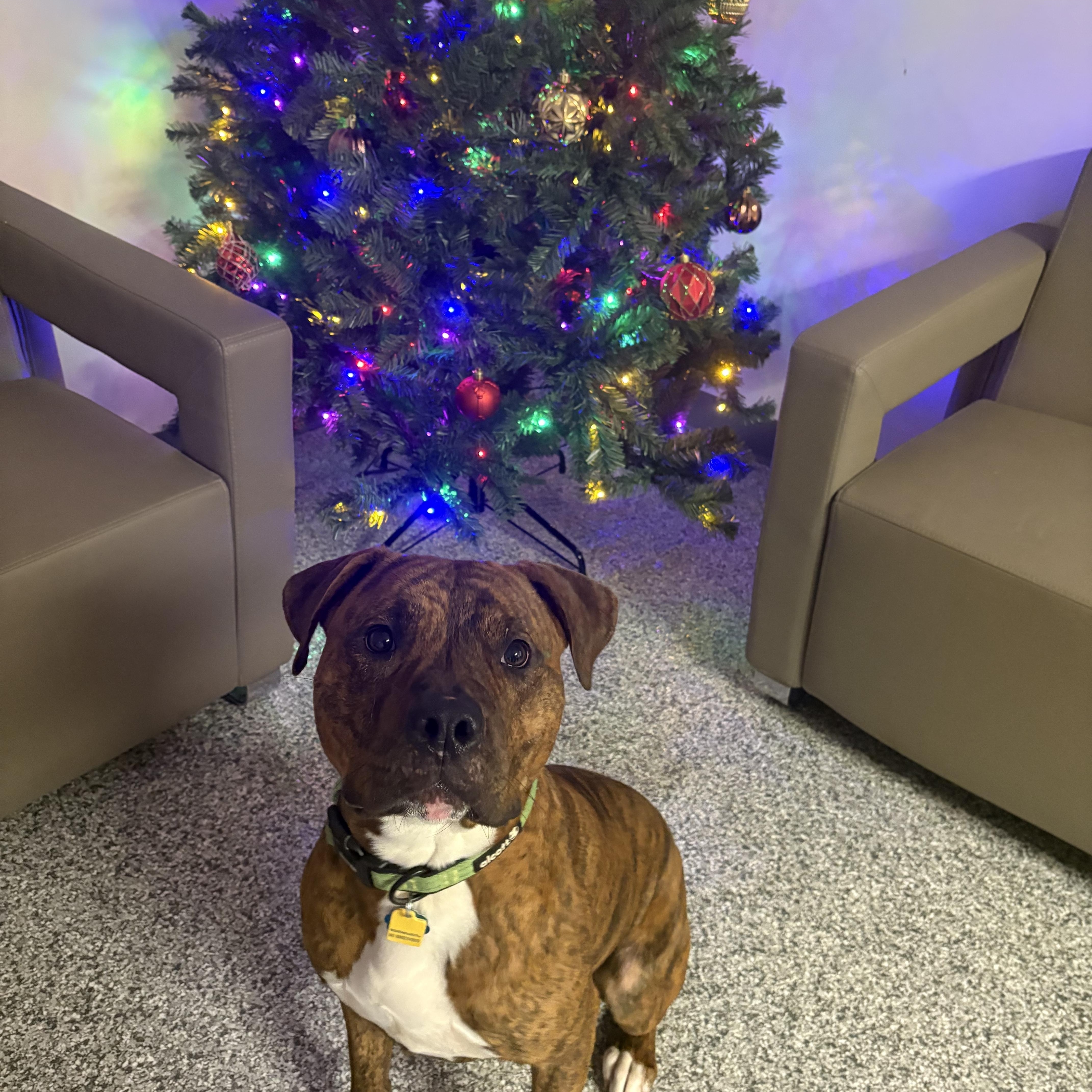 Dawg, a Adoptable Mixed Breed in Blue Springs, MO image 1/2