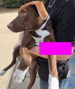 Sally, ADOPTABLE, Puppy Female Retriever.