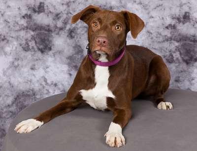 Sally, ADOPTABLE, Puppy Female Retriever.