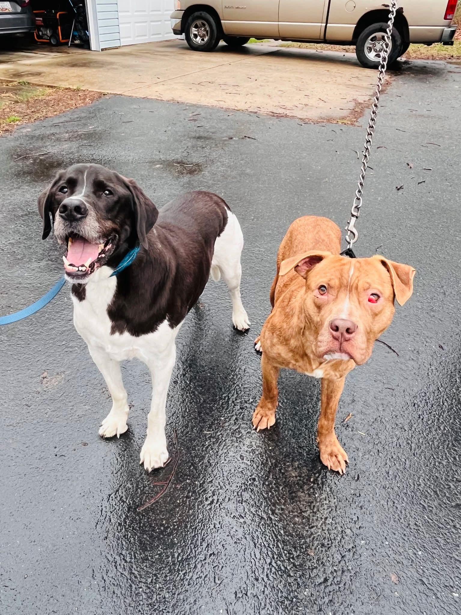 Enlarge Chance, a ADOPTABLE mixed breed in Leonardtown, MD image 4/4