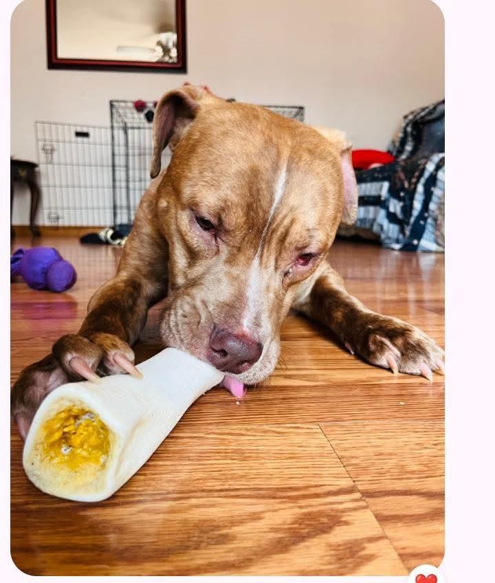 Enlarge Chance, a ADOPTABLE mixed breed in Leonardtown, MD image 2/4