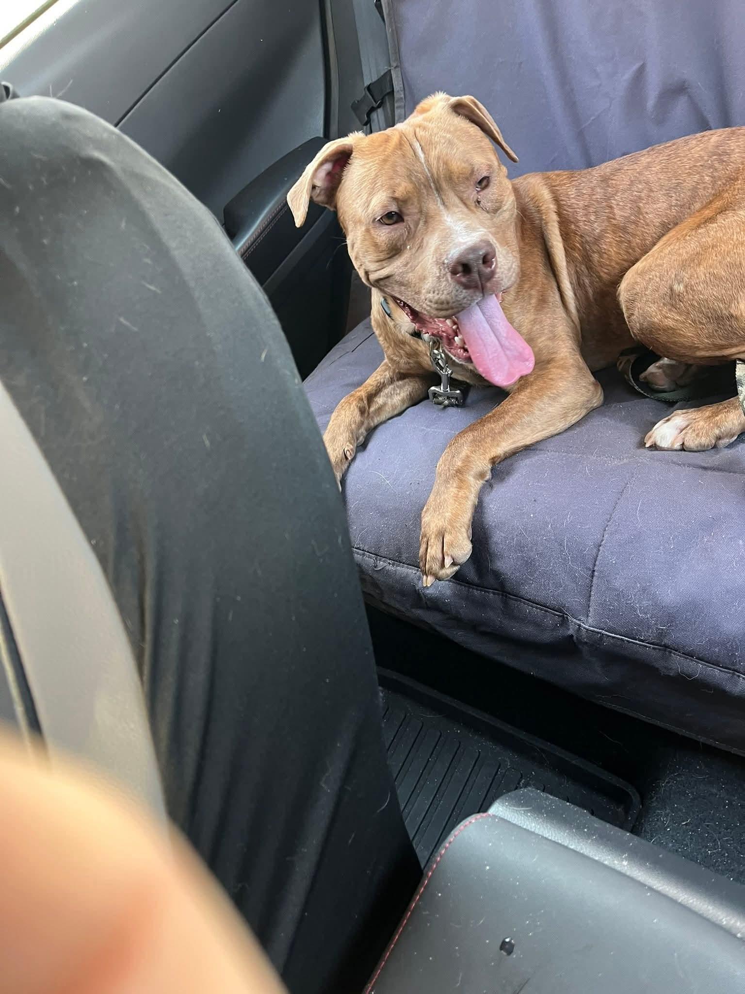 Enlarge Chance, a ADOPTABLE mixed breed in Leonardtown, MD image 1/4