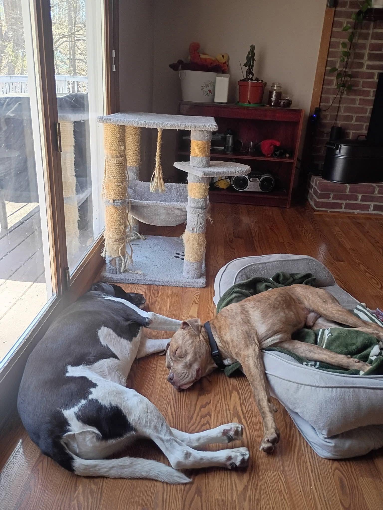 Enlarge Chance, a ADOPTABLE mixed breed in Leonardtown, MD image 3/4