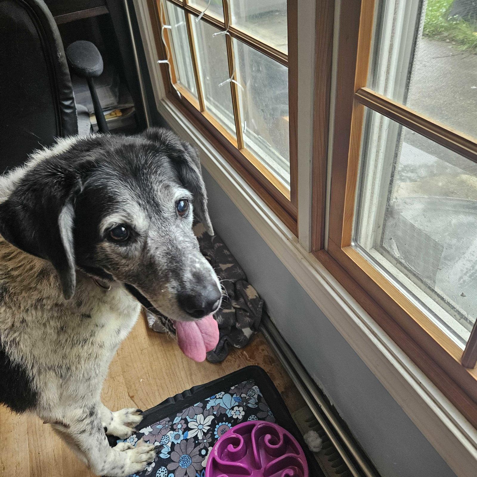 Enlarge Freya - Sponsorship Only, a Adoptable German Shorthaired Pointer in Omaha, NE image 1/3