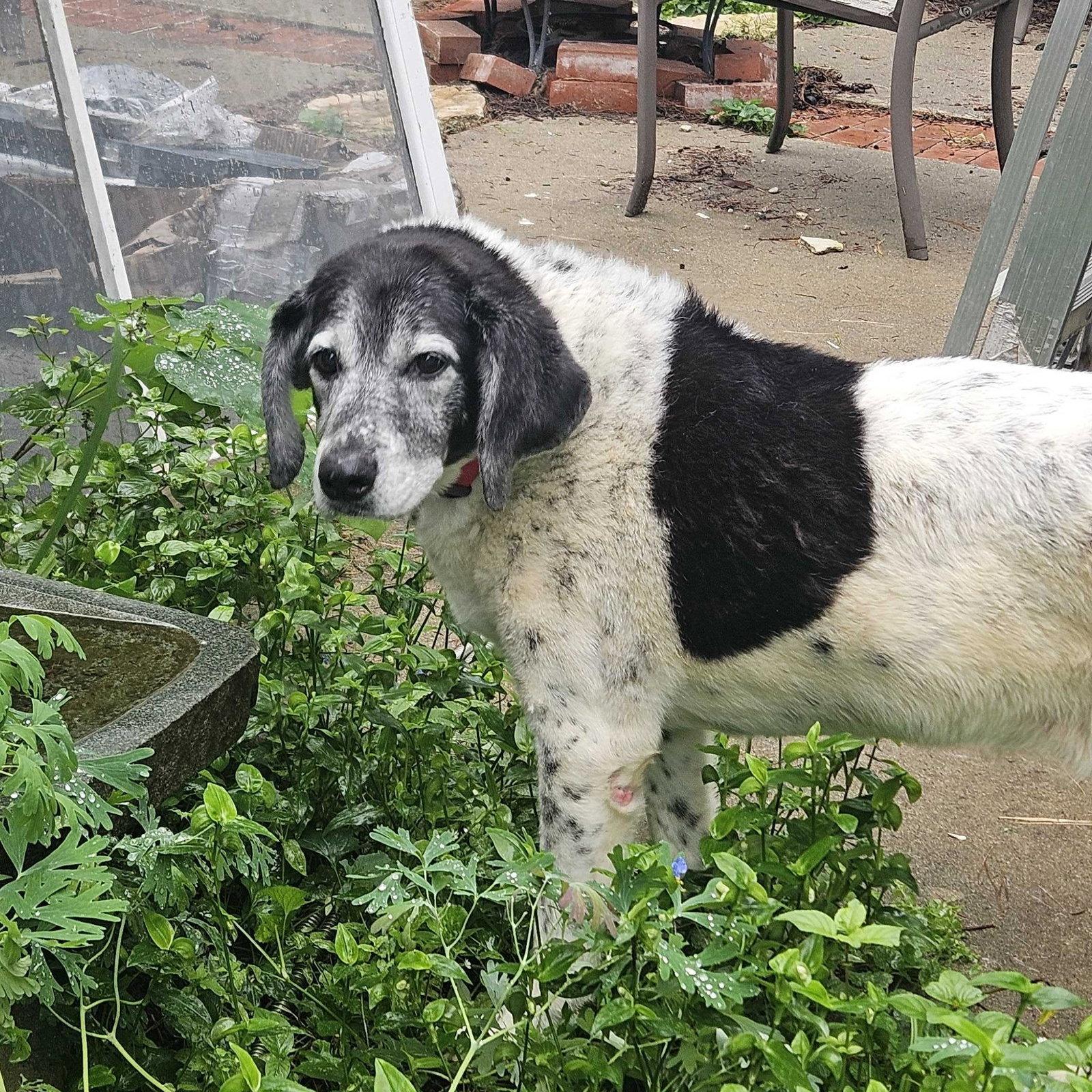 Enlarge Freya - Sponsorship Only, a Adoptable German Shorthaired Pointer in Omaha, NE image 2/3