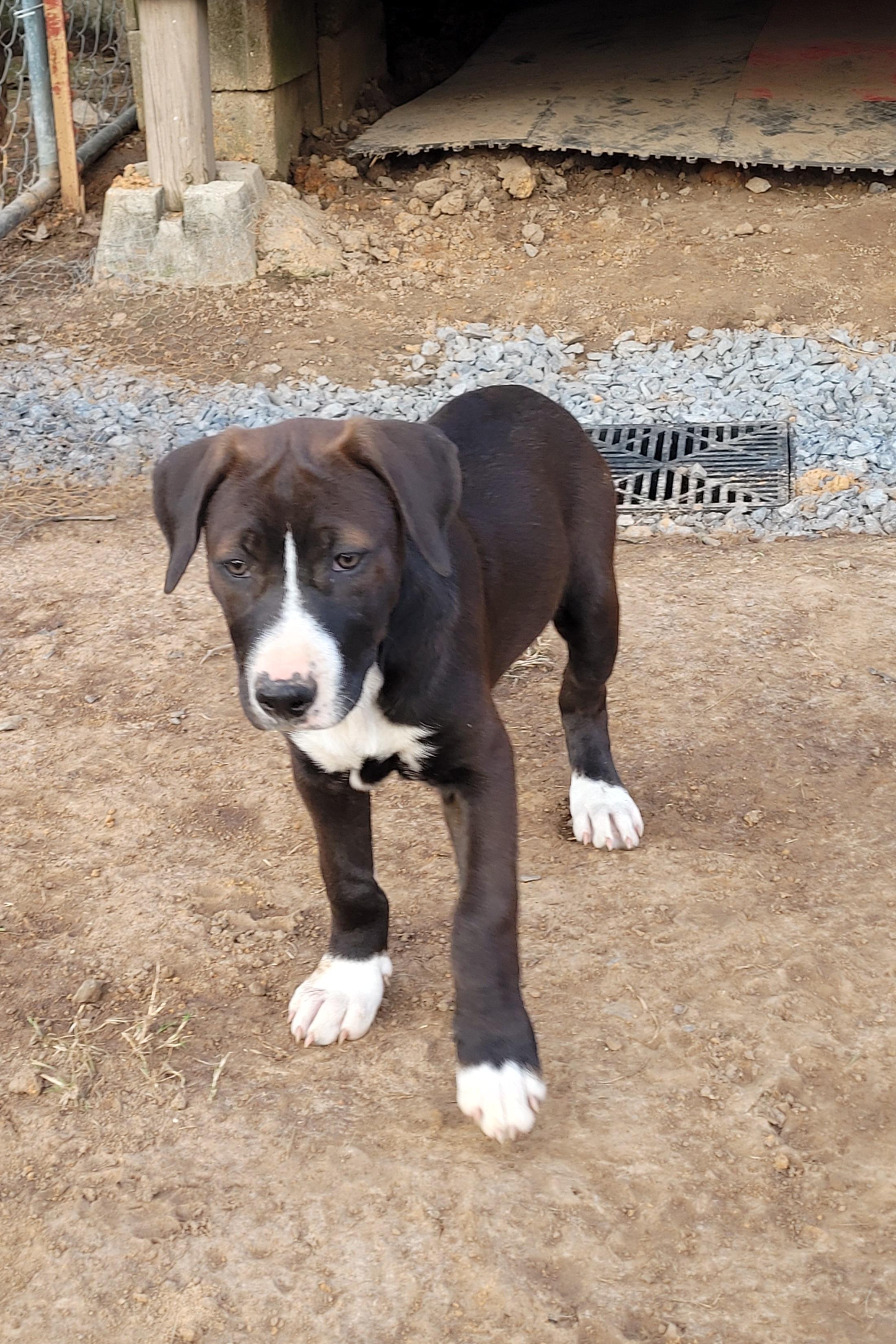 Hera, Adopted, Young Female Labrador Retriever & Weimaraner.