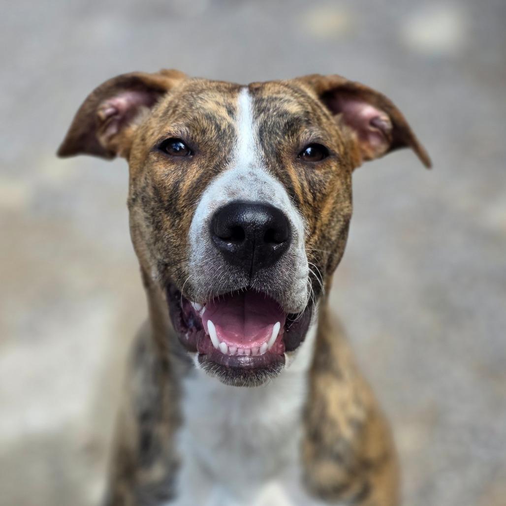 Screech, a Adoptable mixed breed in Mount Shasta, CA image 5/6