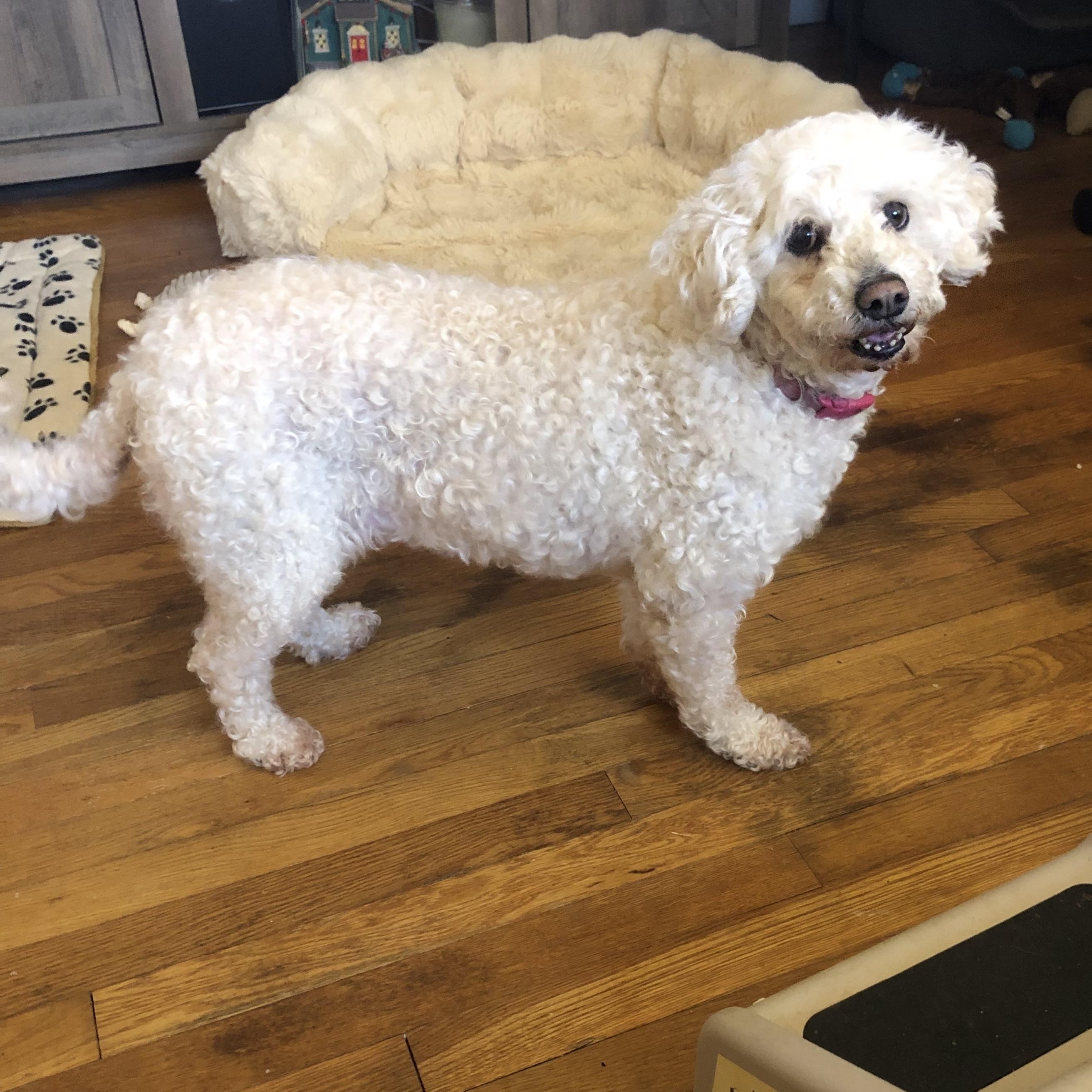 Enlarge Sina , a ADOPTABLE Miniature Poodle in East Bend, NC image 3/4