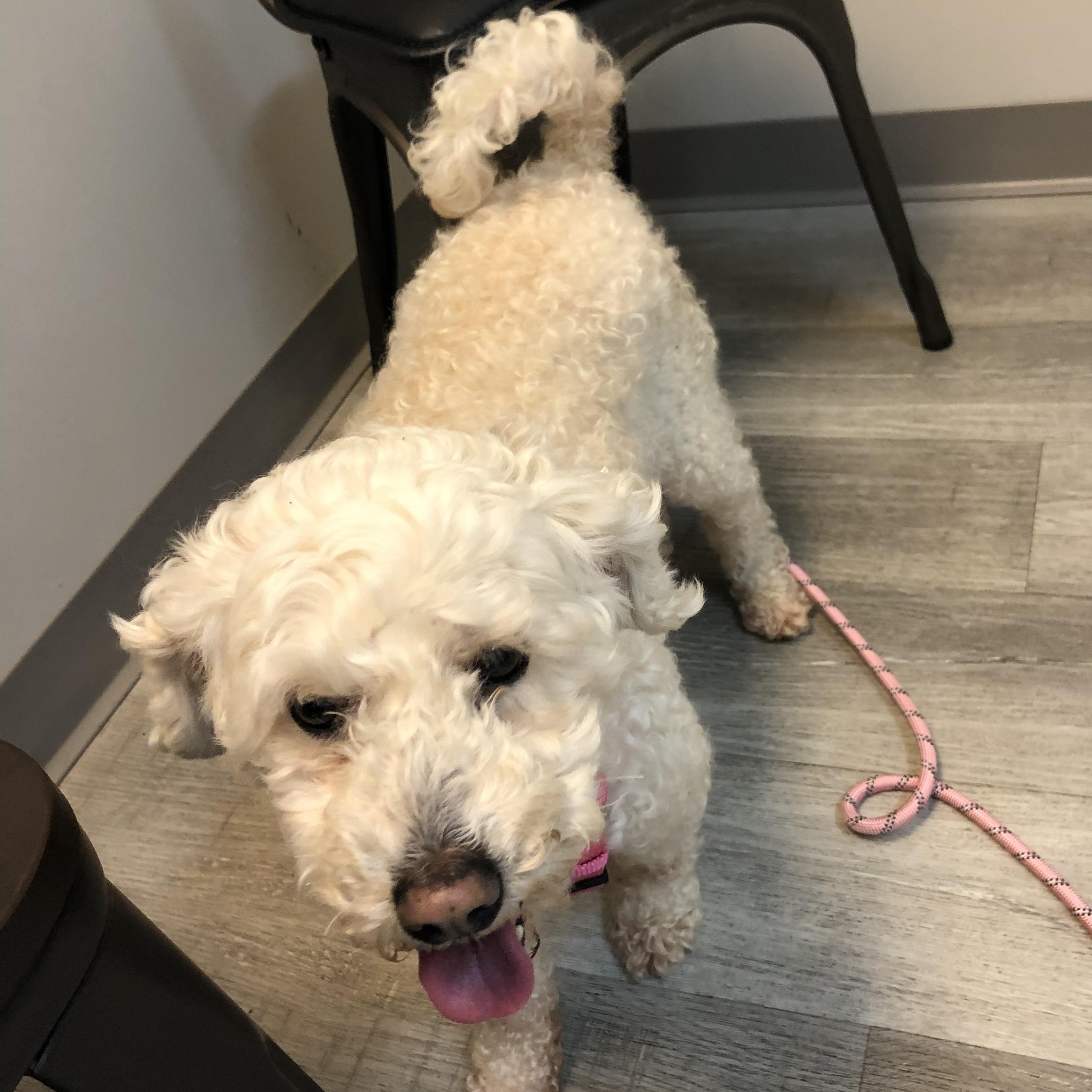 Enlarge Sina , a ADOPTABLE Miniature Poodle in East Bend, NC image 1/4