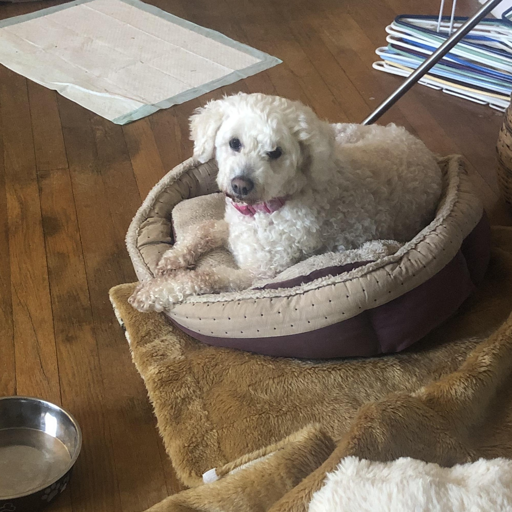 Enlarge Sina , a ADOPTABLE Miniature Poodle in East Bend, NC image 2/4