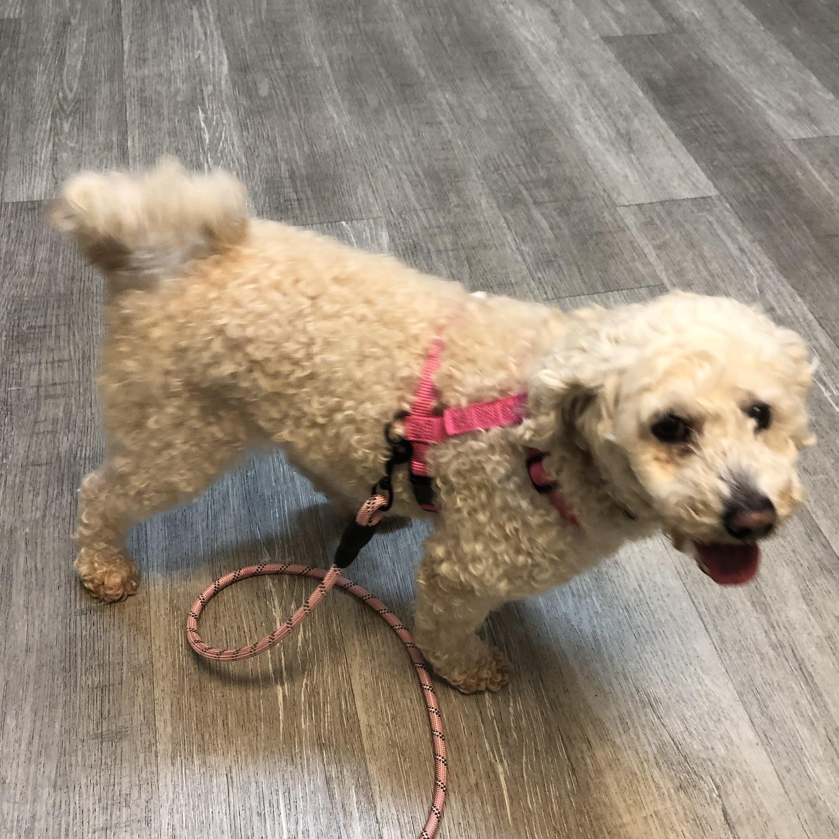 Enlarge Sina , a ADOPTABLE Miniature Poodle in East Bend, NC image 4/4