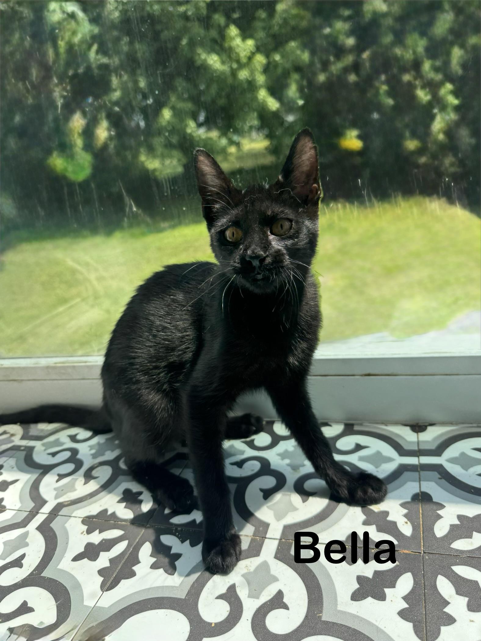 Enlarge Bella, a Adoptable American Shorthair in Massillon, OH image 3/3