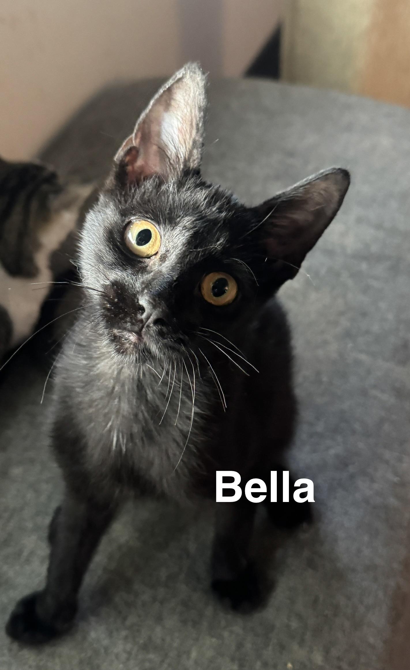 Enlarge Bella, a Adoptable American Shorthair in Massillon, OH image 2/3
