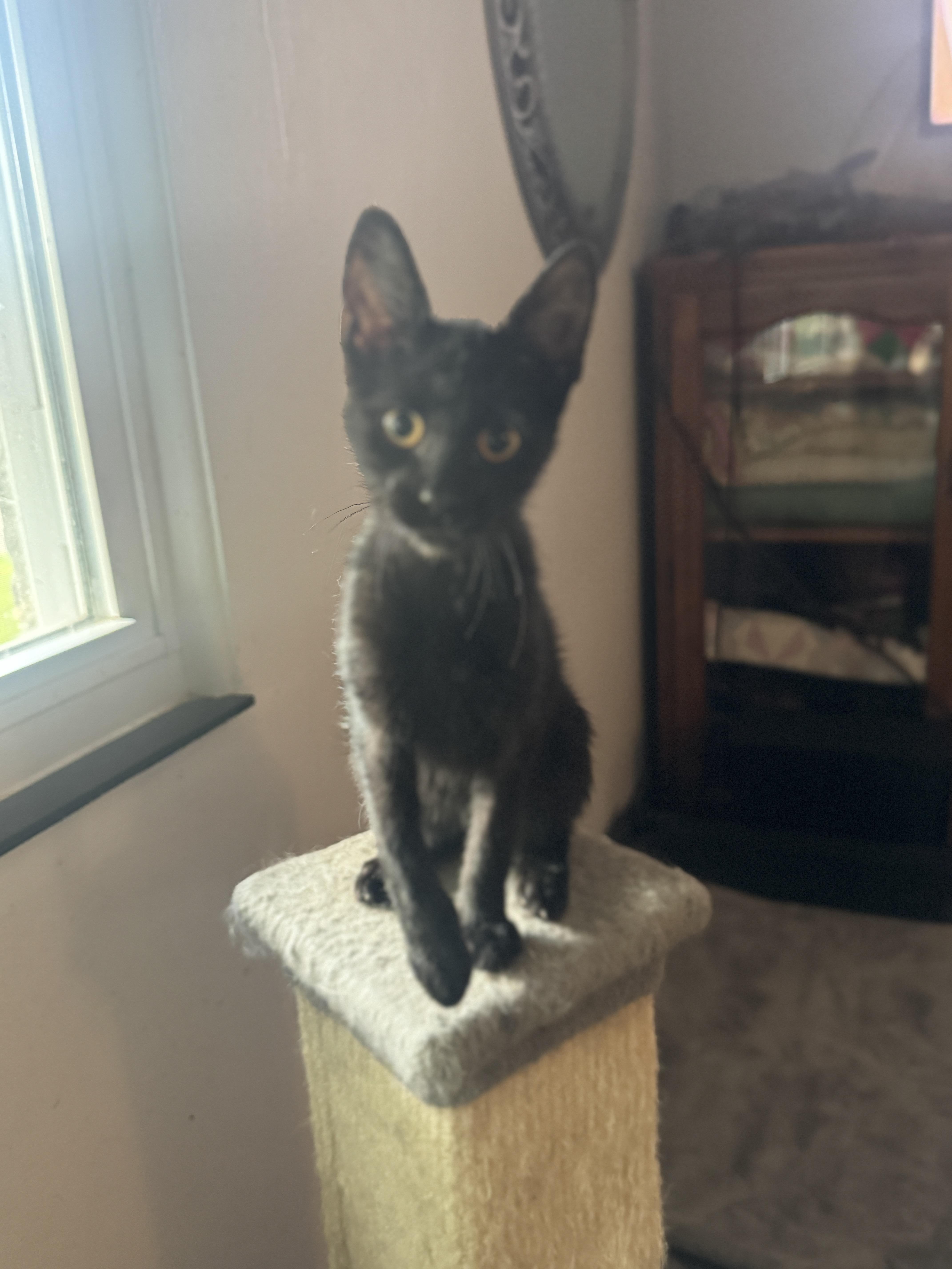 Enlarge Bella, a Adoptable American Shorthair in Massillon, OH image 1/3