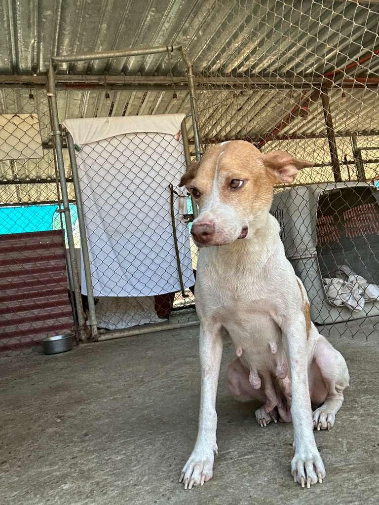 Enlarge Ramona, a Adoptable mixed breed in Sacramento, CA image 2/6