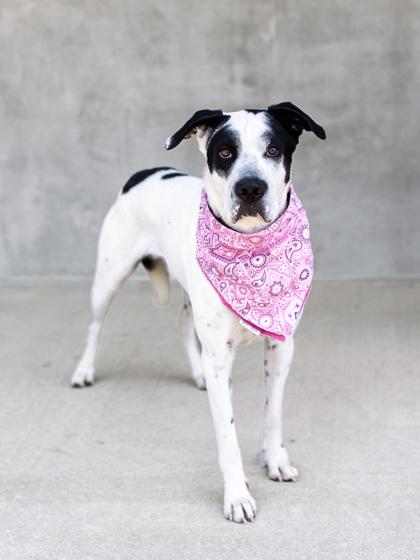 Enlarge Waffles, a Adoptable mixed breed in Longmont, CO image 1/3