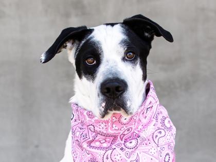 Waffles, Adoptable, Adult Male Mixed Breed & Mixed Breed.