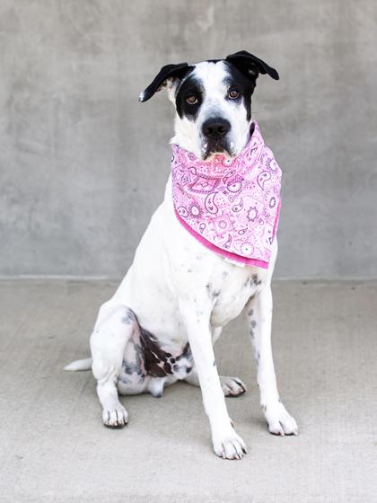 Enlarge Waffles, a Adoptable mixed breed in Longmont, CO image 3/3