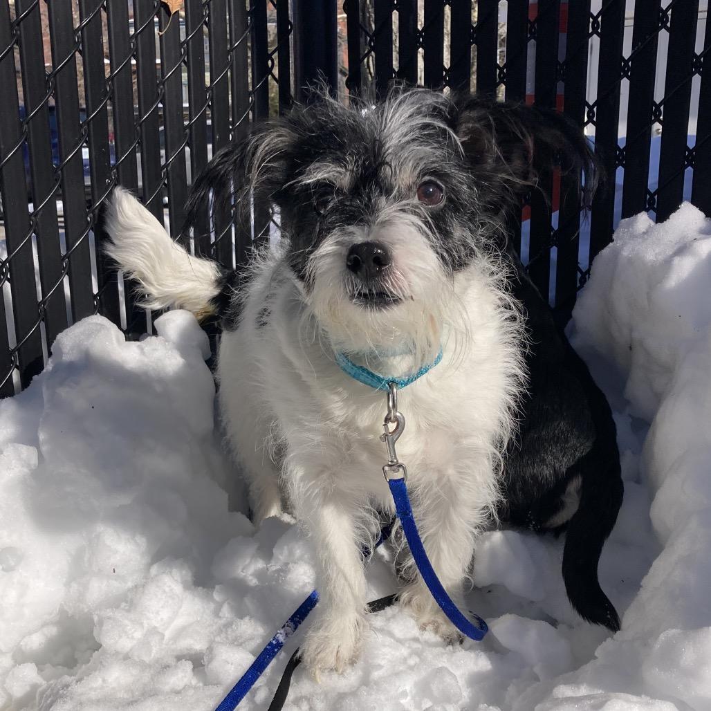 Miracle, Adoptable, Senior Female Mixed Breed.
