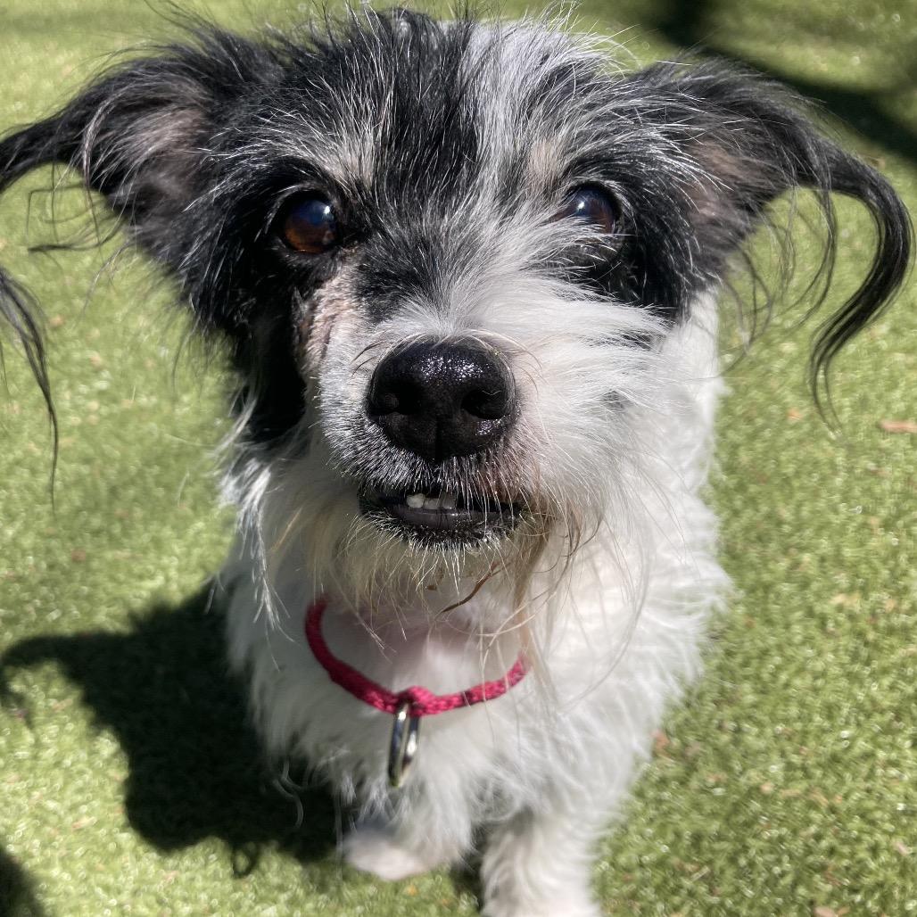 Enlarge Miracle, a Adoptable Mixed Breed in Providence, RI image 4/6