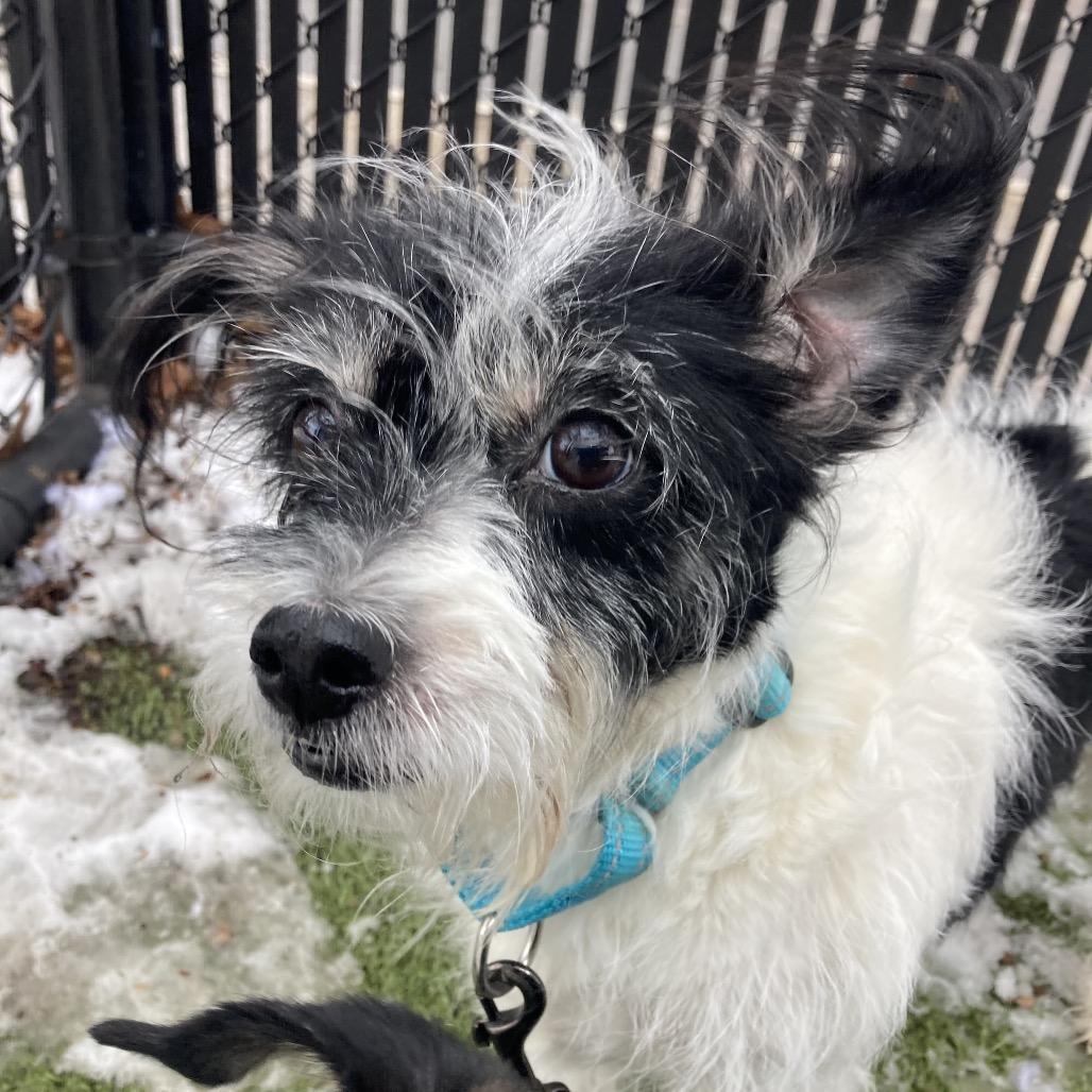 Enlarge Miracle, a Adoptable Mixed Breed in Providence, RI image 5/6