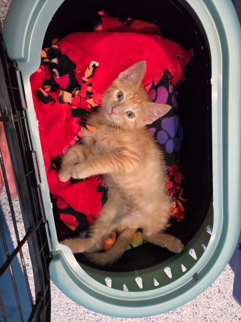 Enlarge Woods and Whimsy, a Adoptable Domestic Short Hair in Hutchinson, MN image 6/6