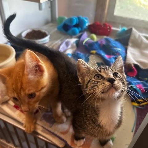 Enlarge Woods and Whimsy, a Adoptable Domestic Short Hair in Hutchinson, MN image 2/6