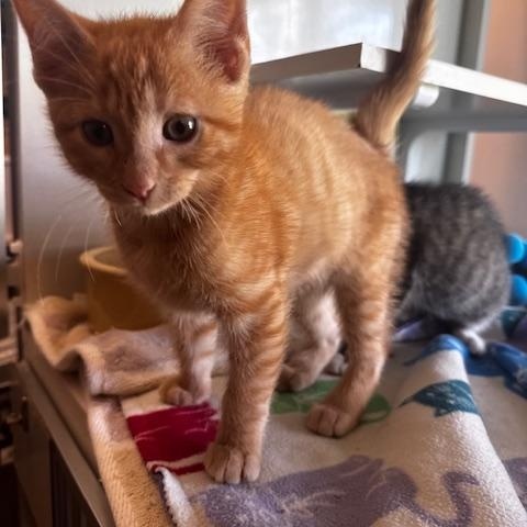 Enlarge Woods and Whimsy, a Adoptable Domestic Short Hair in Hutchinson, MN image 5/6