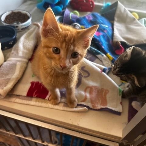 Enlarge Woods and Whimsy, a Adoptable Domestic Short Hair in Hutchinson, MN image 3/6