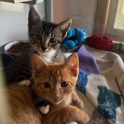 Woods and Whimsy, Adoptable, Kitten Male Domestic Short Hair.