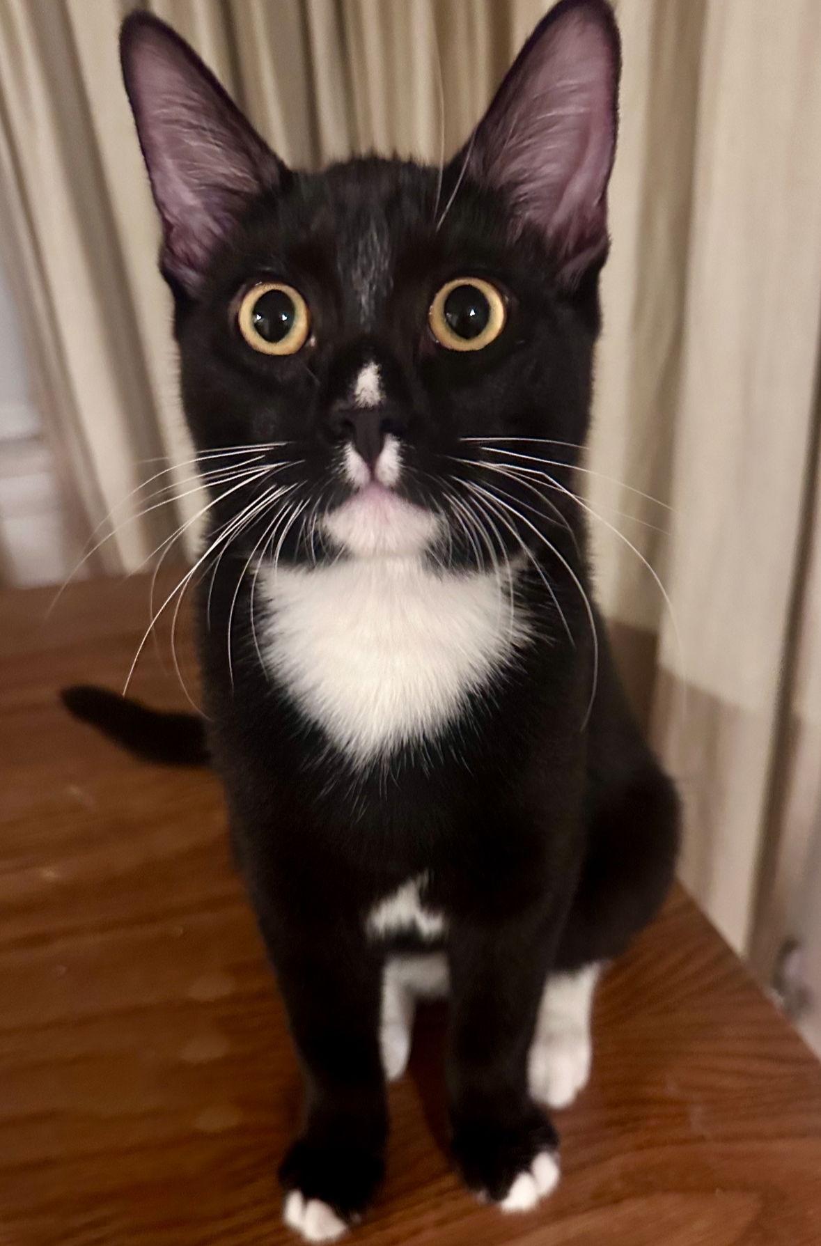 Trixie & Cry Baby, Adoptable, Young Male Tuxedo & Domestic Short Hair.